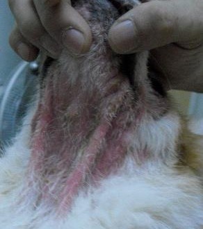 229173_457035734317444_1757350269_n