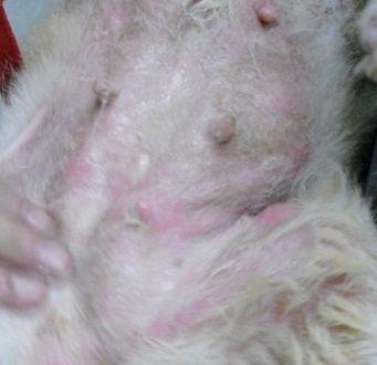 388041_454929627861388_1812112976_n