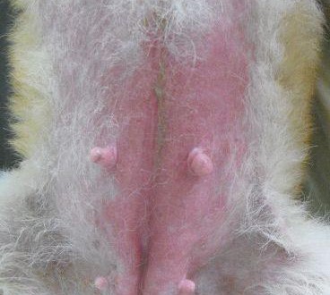 406341_454929441194740_392812264_n