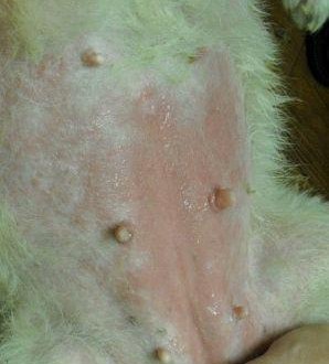 527086_454929881194696_577334766_n