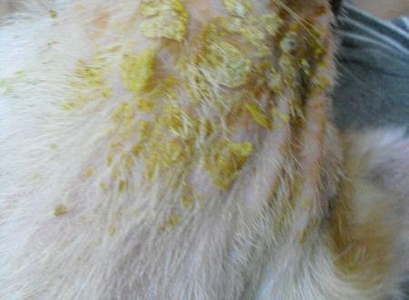 547116_457035894317428_1176501895_n