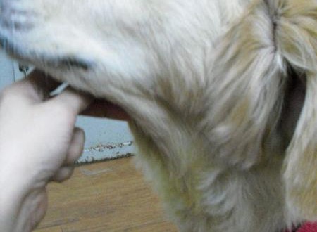 557195_479531292067888_104416446_n