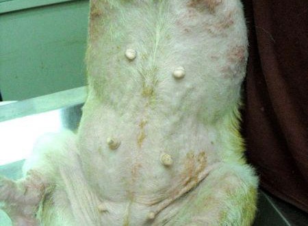 582742_456165751071109_32935722_n