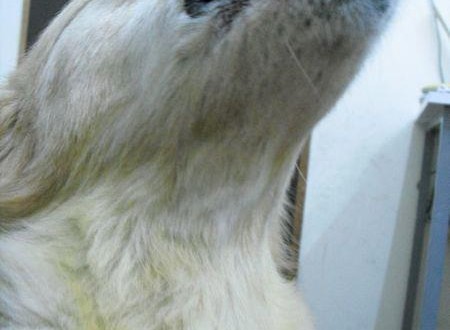 61185_479531235401227_39203650_n