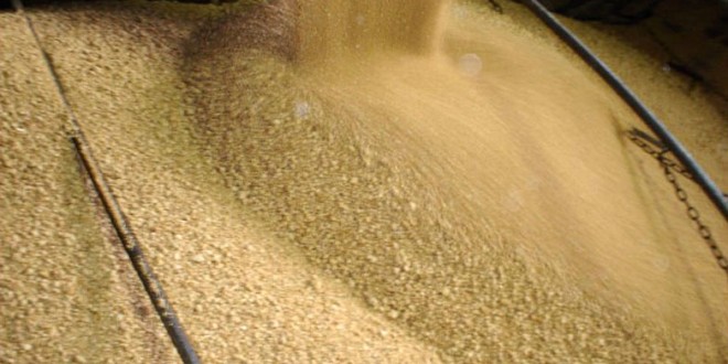 魚目混珠？豆粕能取代動物性蛋白質？