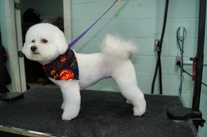 9250209484_b53dfb7f41