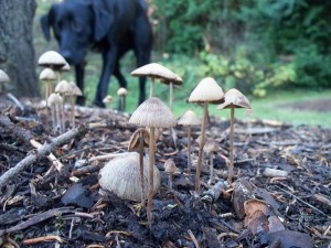 3062262485_5fd73baac4_z