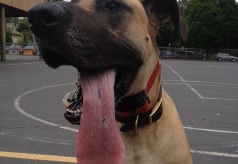 971712ac30f8d16c7df1ab275f7495dd(1)