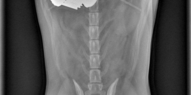 Xray-PugPennies(1)
