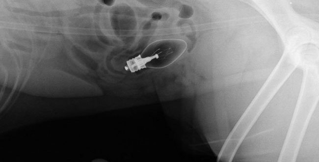 golden-retriever-light-bulb