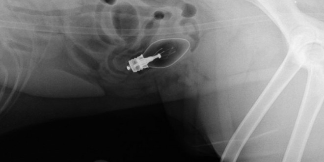 xray-lightbulb(1)