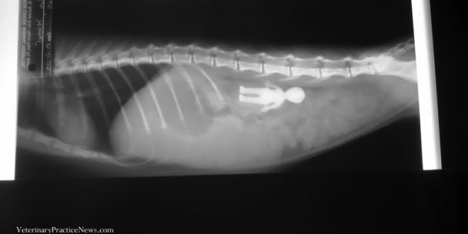 xraykittenalien(1)