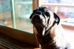 8297131717_8c87a31ca3_z