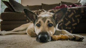 14378825828_b3f316c6d2_z