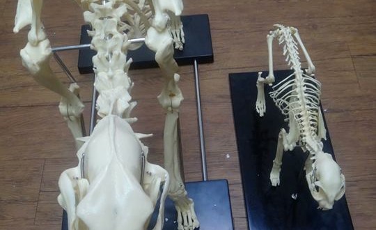 11951101_10204380292325729_3549460681191788157_n