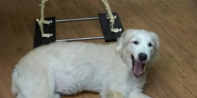 12042936_10204487349042080_9046733736124492085_n