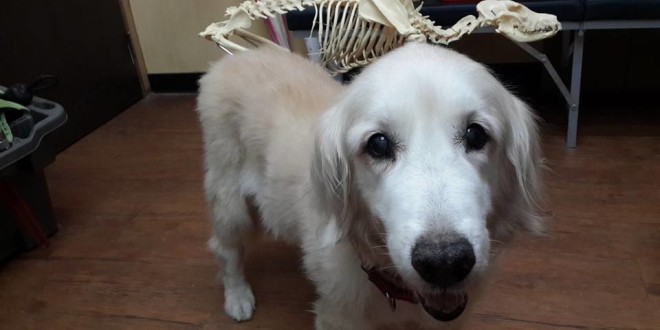 12046705_10204487349162083_6431747200336928228_n