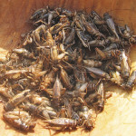 crickets_entomophagy