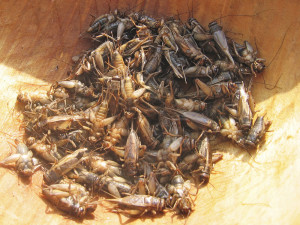 crickets_entomophagy
