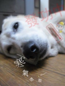 1003248_4884552509991_964190602_n