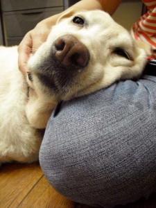 1069238_596527573701592_1857155900_n