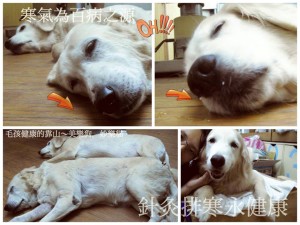 1525348_800862999929984_336403142_n