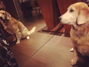 16003045_10207427108214222_3349148669560501108_n