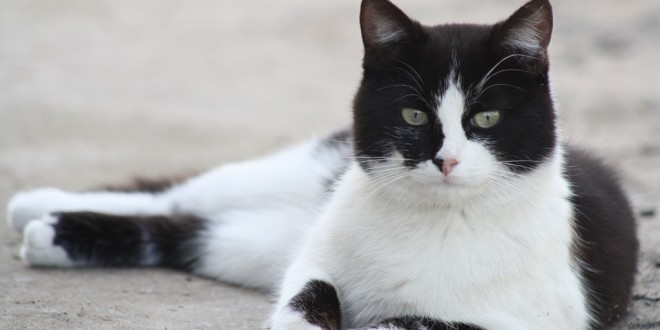 black-and-white-cute-pet-fur-kitten-cat-1416629-pxhere.com