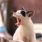 animal-kitten-cat-mammal-yawn-nose-969884-pxhere.com