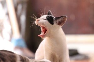 animal-kitten-cat-mammal-yawn-nose-969884-pxhere.com