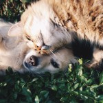 grass-dog-animal-cute-kitten-cat-28791-pxhere.com