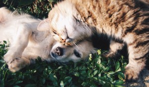 grass-dog-animal-cute-kitten-cat-28791-pxhere.com