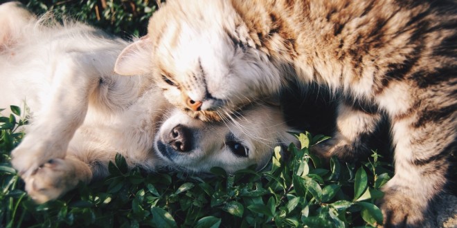 比悲傷更悲傷的故事：幫犬貓絕育可能減壽？