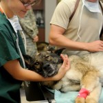 puppy-dog-animal-canine-care-medicine-1137660-pxhere.com