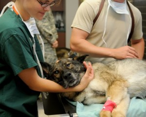 puppy-dog-animal-canine-care-medicine-1137660-pxhere.com