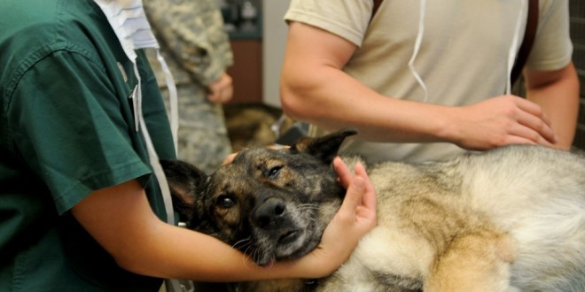 美国FDA针对防蚤用品引发犬猫神经问题提出警告