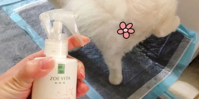 52565984_752205741824503_4481275431042940928_n