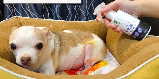 52732963_752205508491193_6810107557651152896_n