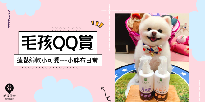 [毛孩QQ赏] 超萌博美犬，小胖布来啦!