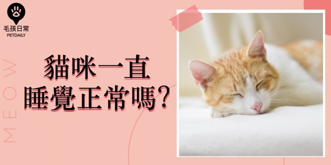 [毛孩知識家 ] 貓咪一直睡覺正常嗎?