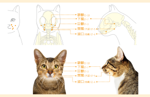 貓咪口炎-05