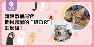貓咪口炎-06
