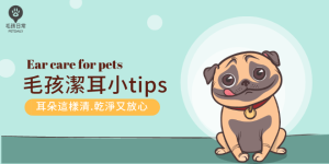 毛孩潔耳技巧blogger