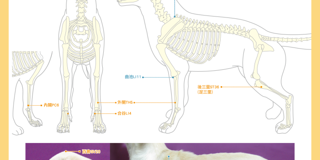 狗寄生蟲防治-03