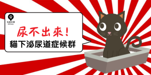 貓下泌尿道感染症候群