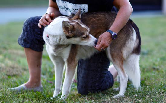 dog-back-stretch