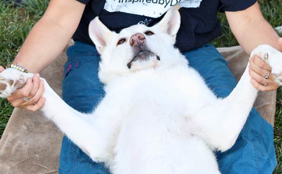 dog-chest-stretch-lying