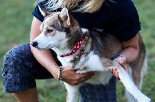 dog-chest-stretch-standing