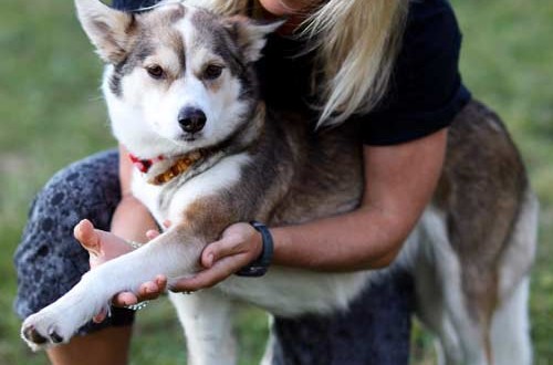 dog-shoulder-stretch