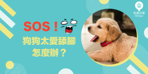 狗狗太愛舔腳怎麼辦